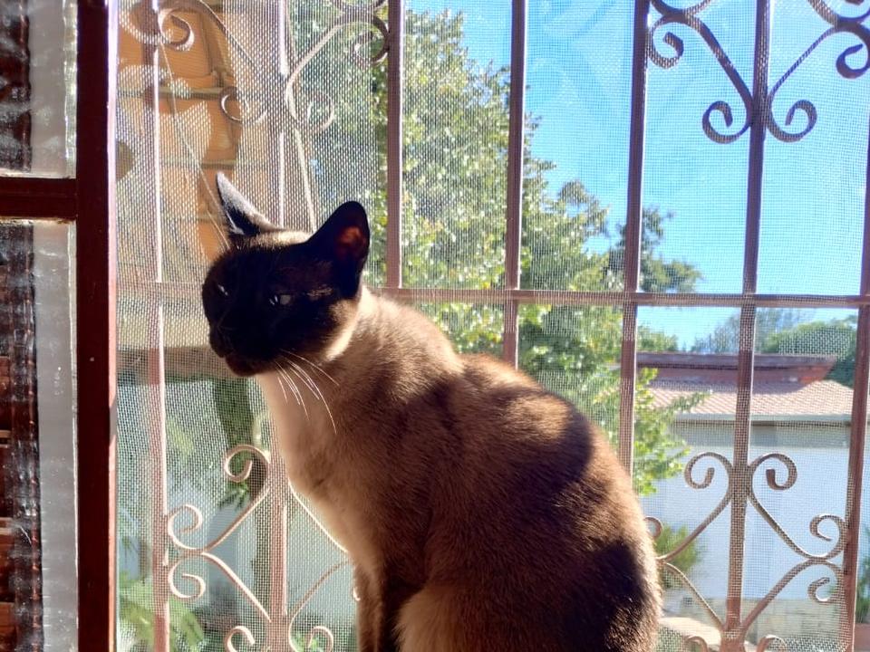 Foto de Gato perdido — o Pudim