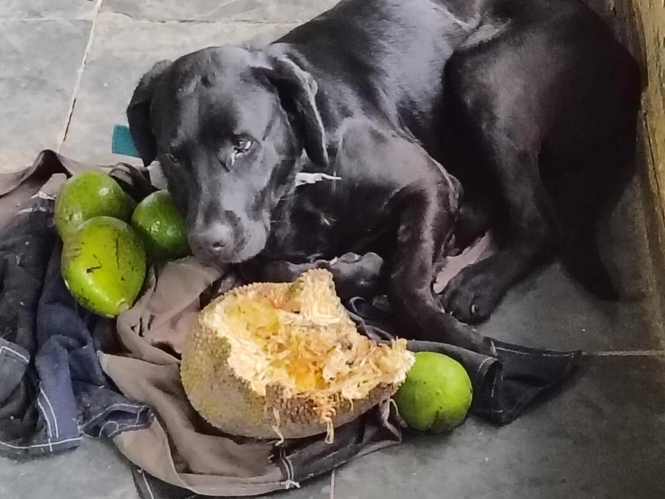 Foto de Cachorro perdido — o Scooby